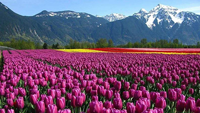 园艺疗法在植物景观设计中的应用意义